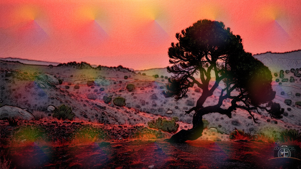 Aleppo-Kiefer - 4k - DigiART | Entdecken Sie eine vielfältige Auswahl individueller Fotos zum Kauf auf picturalux.de. Finden Sie hochwertige Bilder für Ihre Projekte, die Ihre Botschaft perfekt unterstreichen. Stöbern Sie jetzt und verleihen Sie Ihren Inhalten das gewisse Etwas! - Realisiert mit Pictrs.com