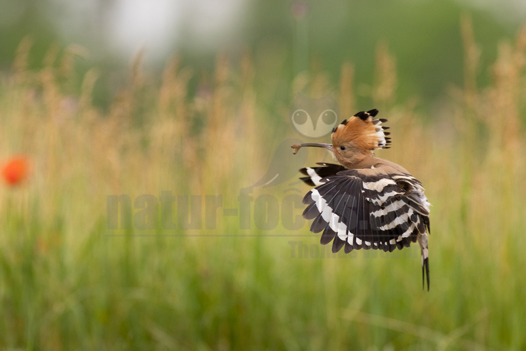R6NF4165_20240530 | Der Bildershop von www.natur-focus.de bietet ihnen den einfachen Kauf von Bildmaterial per Download aus allen Bereichen der Natur. In den Galerien finden sie Landschaftsfotos, Tierbilder und natürlich auf Pflanzenfotos. - Realisiert mit Pictrs.com