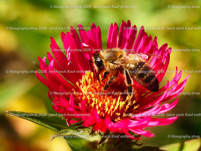 Biene 1001 phototitusgraphy | Aufnahme aus der INSEKTEN-Gallerie auf titusgraphy.eu - Realisiert mit Pictrs.com