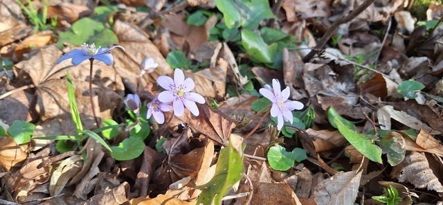 Leberblümchen (2) | Verkauf von Fotos und  Videoclips zumThema Natur.Motive sind Pflanzen, Tiere, Landschaftenund Wetter - Realisiert mit Pictrs.com