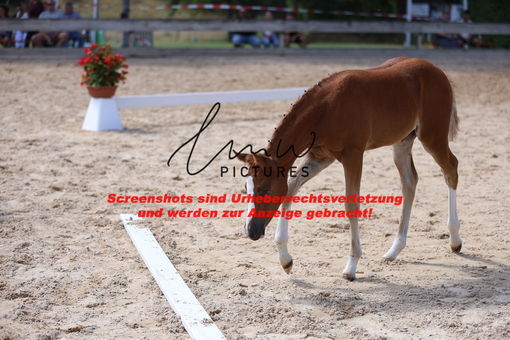 Fohlenschau_Schwäbisch_Hall_Ponys_KN 47_3 | lmwpictures - Realisiert mit Pictrs.com