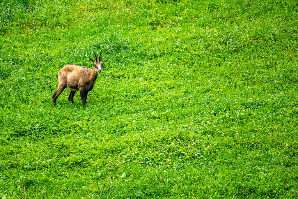 DSC09850 | <meta name="keywords" content="Bergbilder, Hochzeitsfotografie, Actionshootings, Fotografiearbeiten, Berglandschaften, Naturfotografie">

 - Realisiert mit Pictrs.com