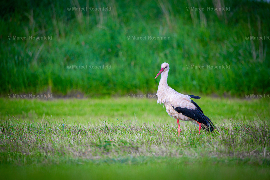 _DSC2096 (4) | foto-rosenfeld