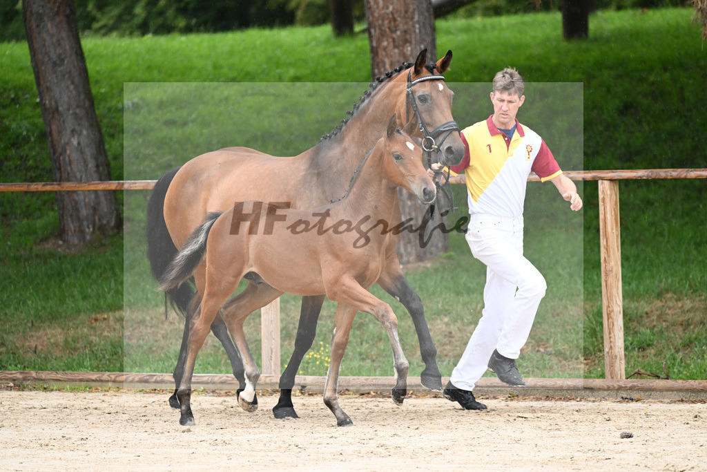 Kat-Nr. 8 HF Cellestial_Joas_25230085 | hf-fotografie - Realisiert mit Pictrs.com
