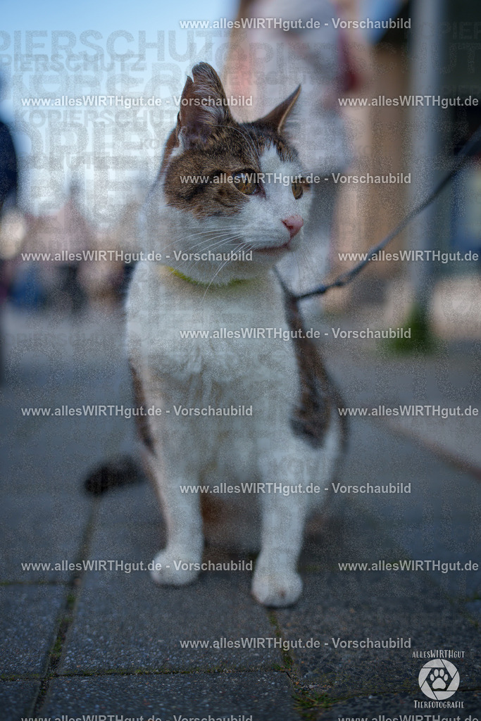 Pfötchenmarkt Nettetal-Lobberich 2026 - Nettetal-Tag - Daniel Wirth - www.allesWIRTHgut.de - @allesWIRTHgut_Tierfotografie 7R508182 | Professionelle Tierfotografie in Mönchengladbach von Daniel Wirth (allesWIRTHgut). Liebevolle & natürliche Bilder von Hunden & Katzen für unvergessliche Erinnerungen.