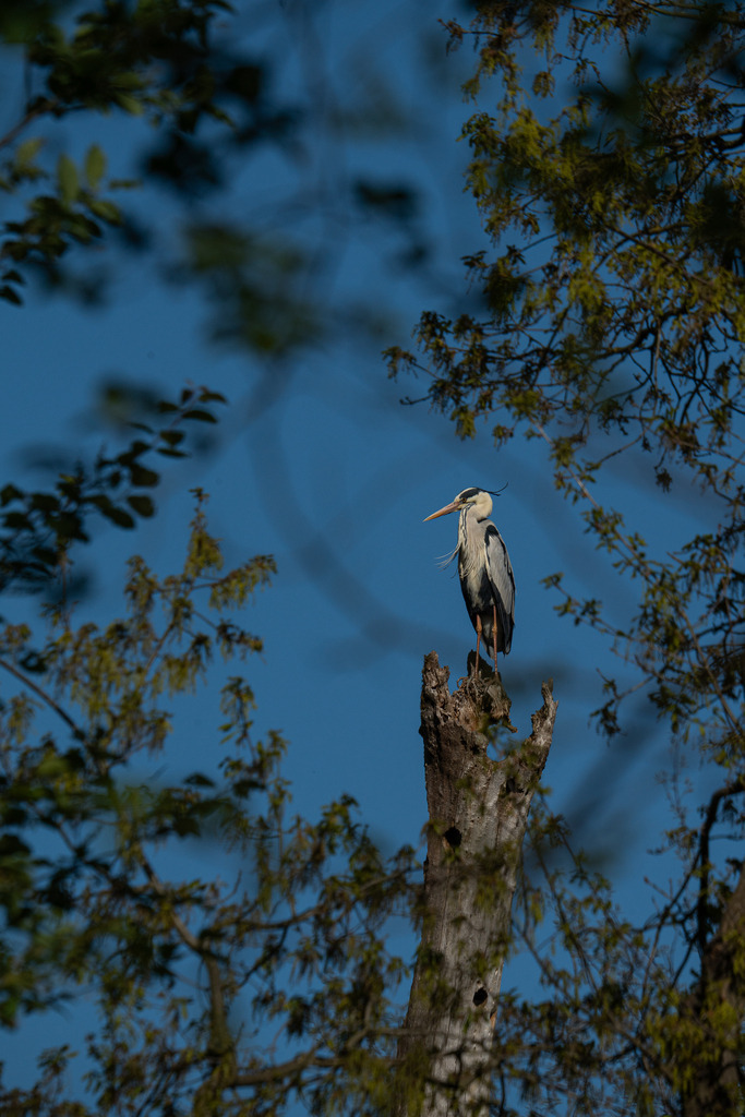 Fischreiher | Ein wunderschöner Fischreiher steht auf einem alten, toten Baum - Realisiert mit Pictrs.com