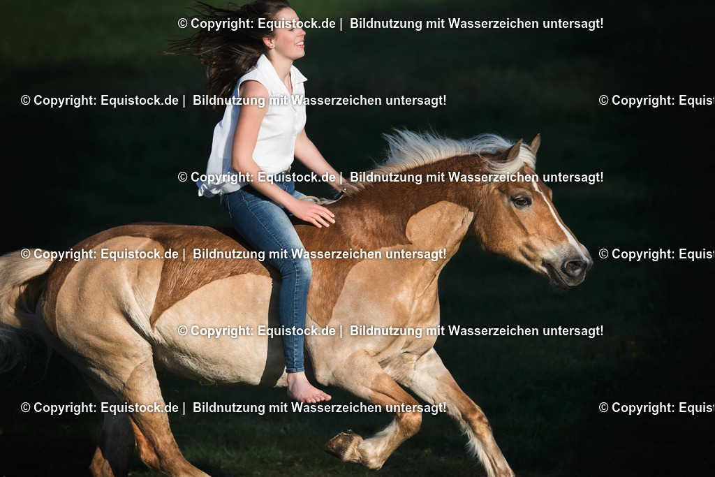 TS_20170418_Halsring_Haflinger_0001-2 1 | Foto: Thomas Hartig