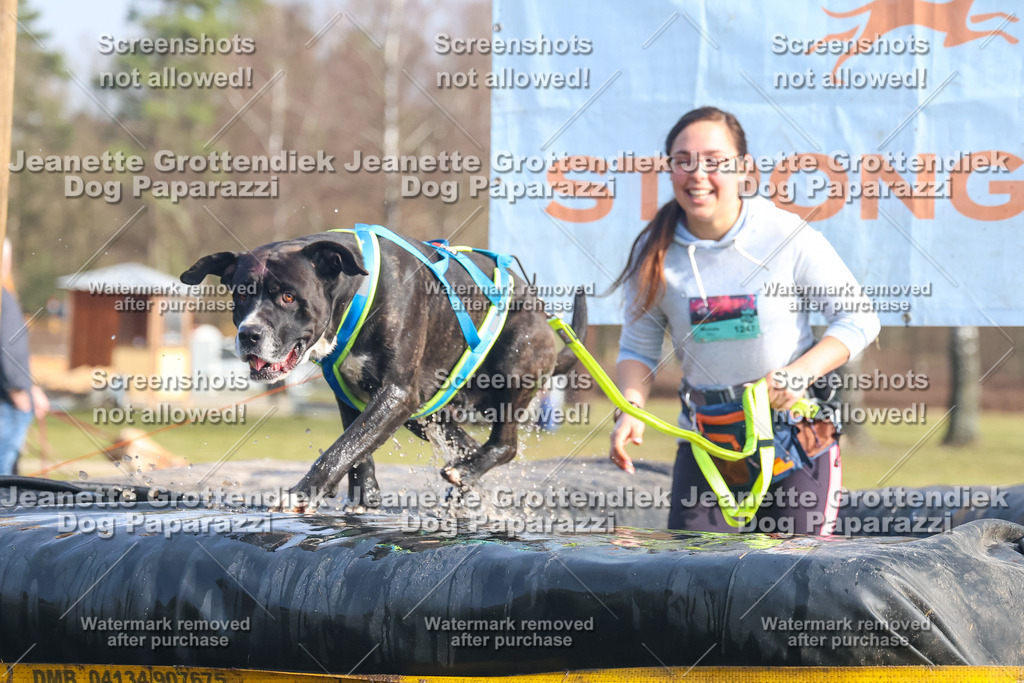 Dog Paparazzi - Strongdog North Mrz26-2268 | Dog Paparazzi Jeanette Grottendiek Fotografie & Videografie - Realisiert mit Pictrs.com