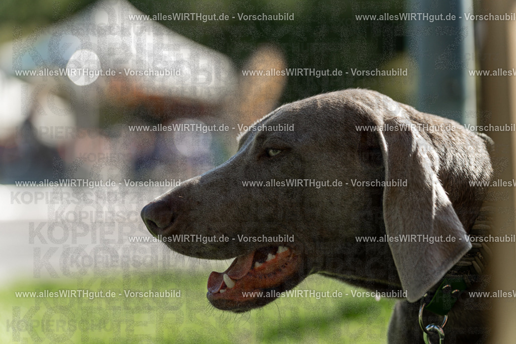 Hundeschwimmen_Volksbad_2026-allesWIRTHgut_Tierfotografie-2609061107-101714-7R509382 | Professionelle Tierfotografie in Mönchengladbach von Daniel Wirth (allesWIRTHgut). Liebevolle & natürliche Bilder von Hunden & Katzen für unvergessliche Erinnerungen.