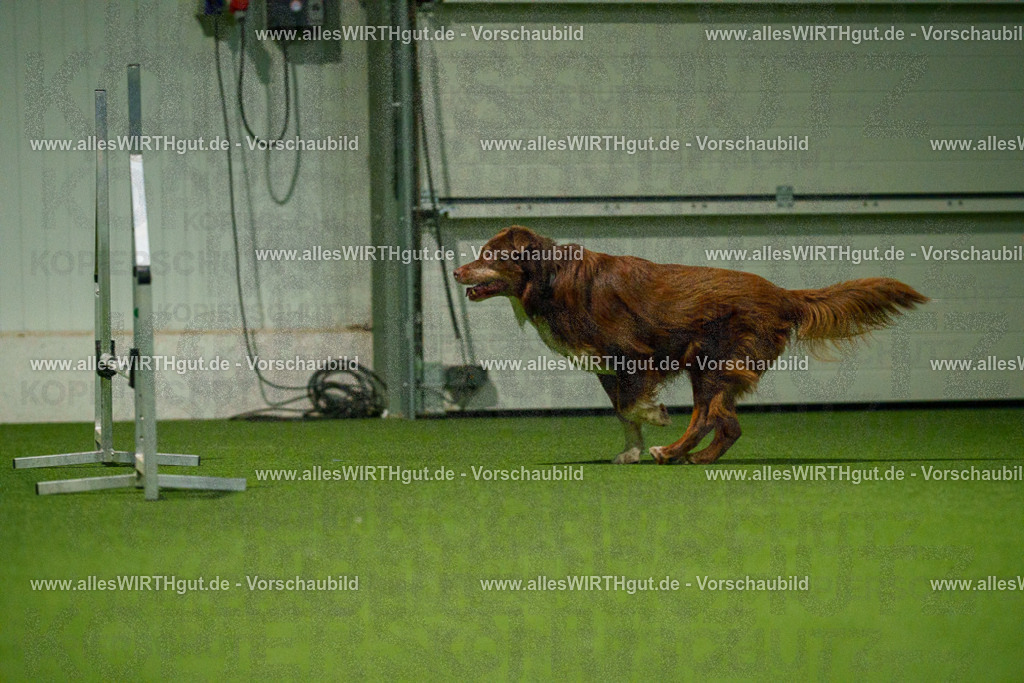 7R509070 | Professionelle Tierfotografie in Mönchengladbach von Daniel Wirth (allesWIRTHgut). Liebevolle & natürliche Bilder von Hunden & Katzen für unvergessliche Erinnerungen.