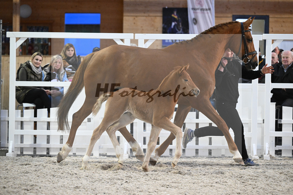 Fohlen Va Bene_Feigl_7240952 | hf-fotografie - Realisiert mit Pictrs.com