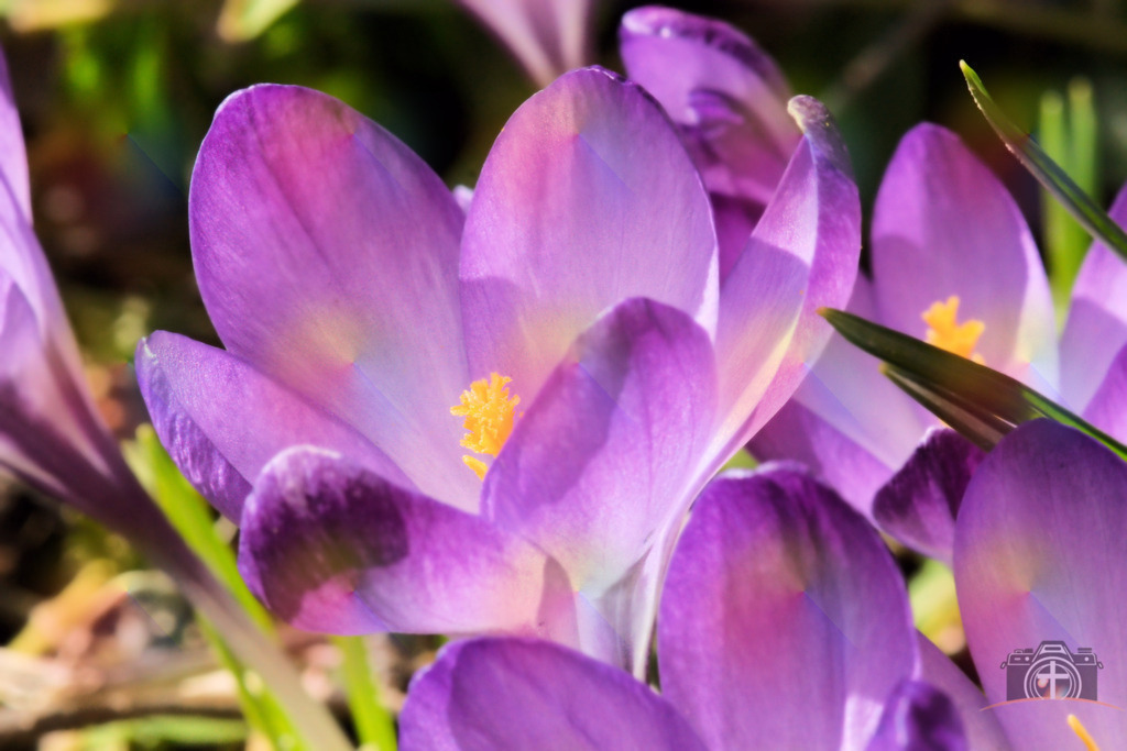 B-Krokusse-0003 | Entdecken Sie eine vielfältige Auswahl individueller Fotos zum Kauf auf picturalux.de. Finden Sie hochwertige Bilder für Ihre Projekte, die Ihre Botschaft perfekt unterstreichen. Stöbern Sie jetzt und verleihen Sie Ihren Inhalten das gewisse Etwas! - Realisiert mit Pictrs.com