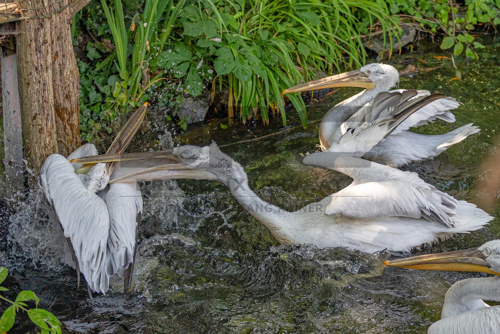 Pelikan am Wasser | Ein majestätischer Pelikan ruht auf einem Baumstamm am Wasser, umgeben von Schilf. Wildlife- und Naturfotografie in voller Schönheit. - Realisiert mit Pictrs.com