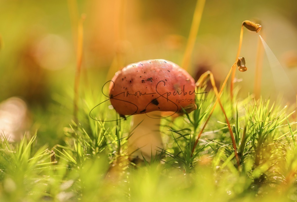 Pilz | Simone Sperber, svb-photography,Fotografin,Bilddesignerin,Naturfotografie,Macrofotografie,Tierfotografie,Wildtierfotografie,Ausstellungen,Auftragsfotografie,Kunst,Art,Photographer,Shootings,Bildberatbeitung,Galerie,Shop