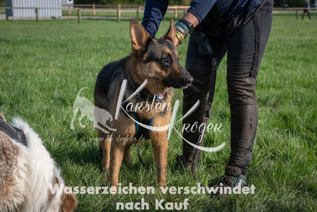 1642_ZZ92844 | kk-dogfotos