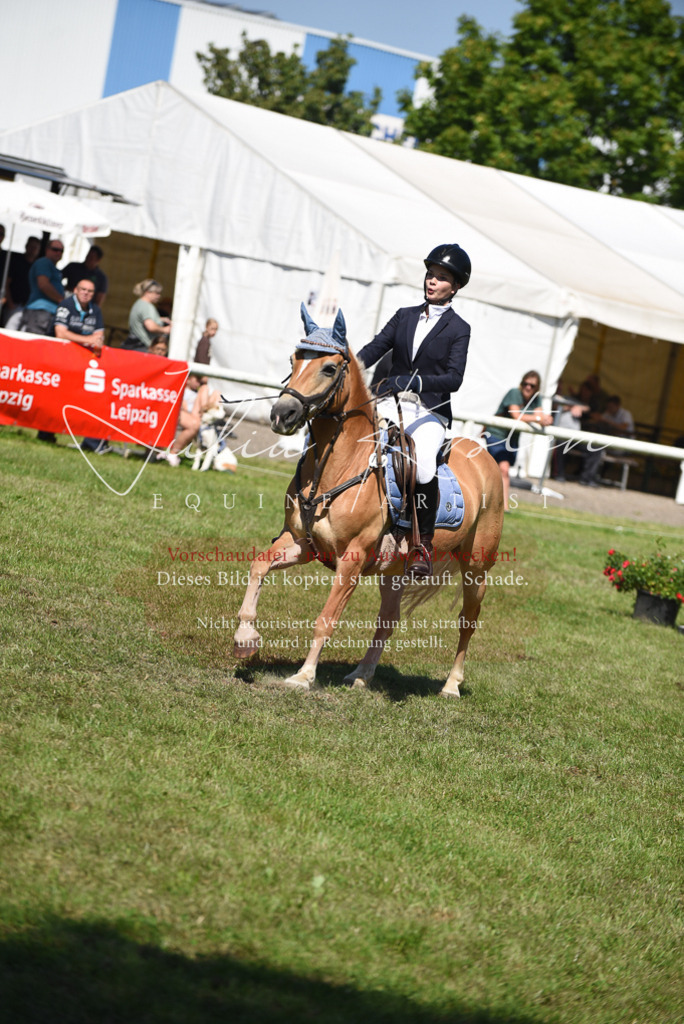 DSC_9620 | Pferde- und Turnierfotografie in Westsachsen. Pferdeportraits, Auftragszeichnungen und intuitive Kunst.