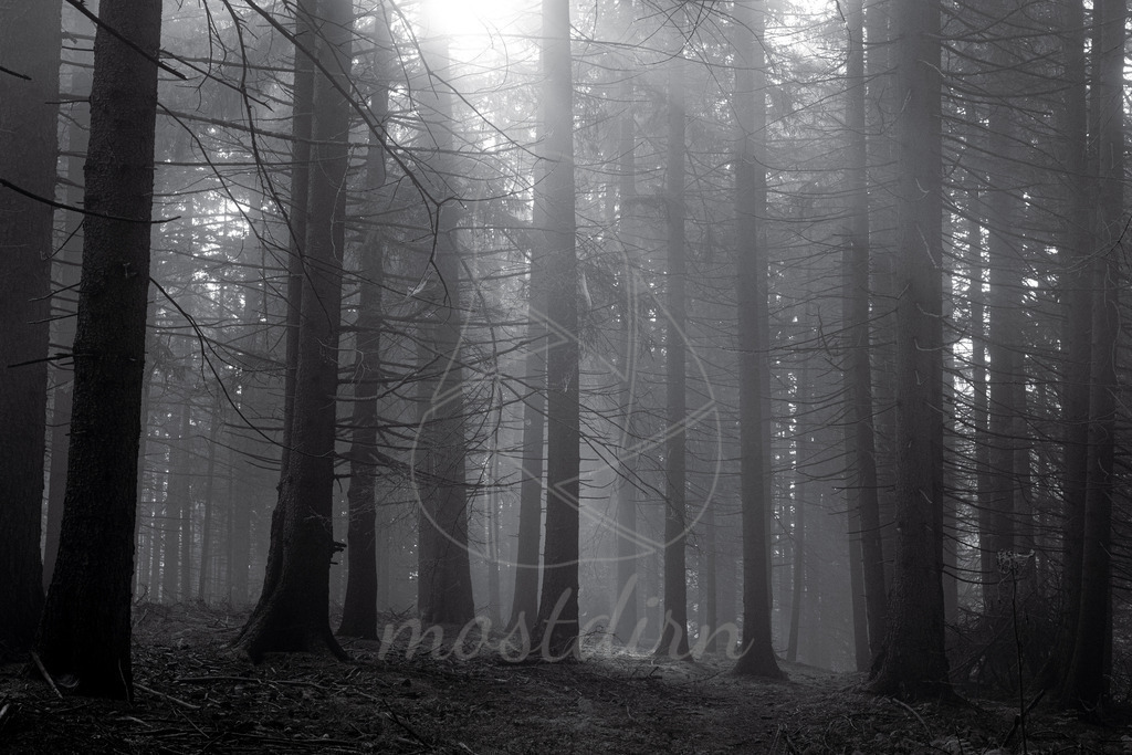 Waldspaziergang 1 sw | Bei Veröffentlichung des Bildes ist eine Namensnennung wie folgt erforderlich: 
Foto: Mostdirn Irmgard Wieser - Realisiert mit Pictrs.com