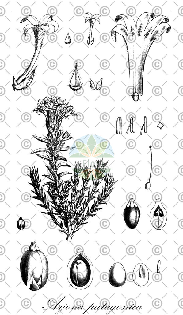 HistAbb_wfo-0001302735_1_ENZY_Simple | Historische Abbildung von Arjona patagonica - Schoepfiaceae | Historical Illustration of Arjona patagonica - Schoepfiaceae
