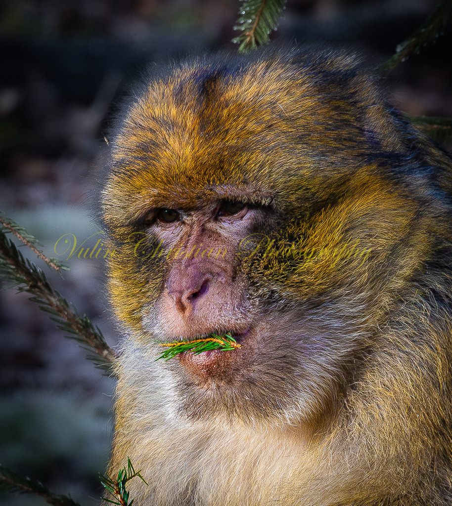 TPH 4p | Christian Vulin  - Realisiert mit Pictrs.com