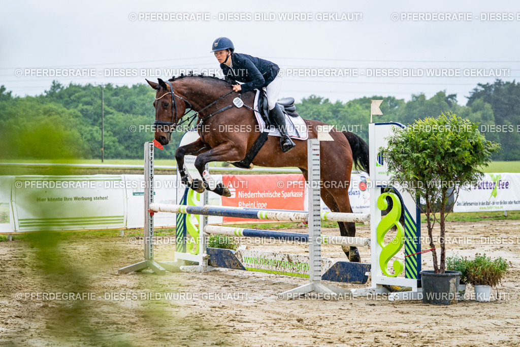 DSC02606 | Pferdegrafie