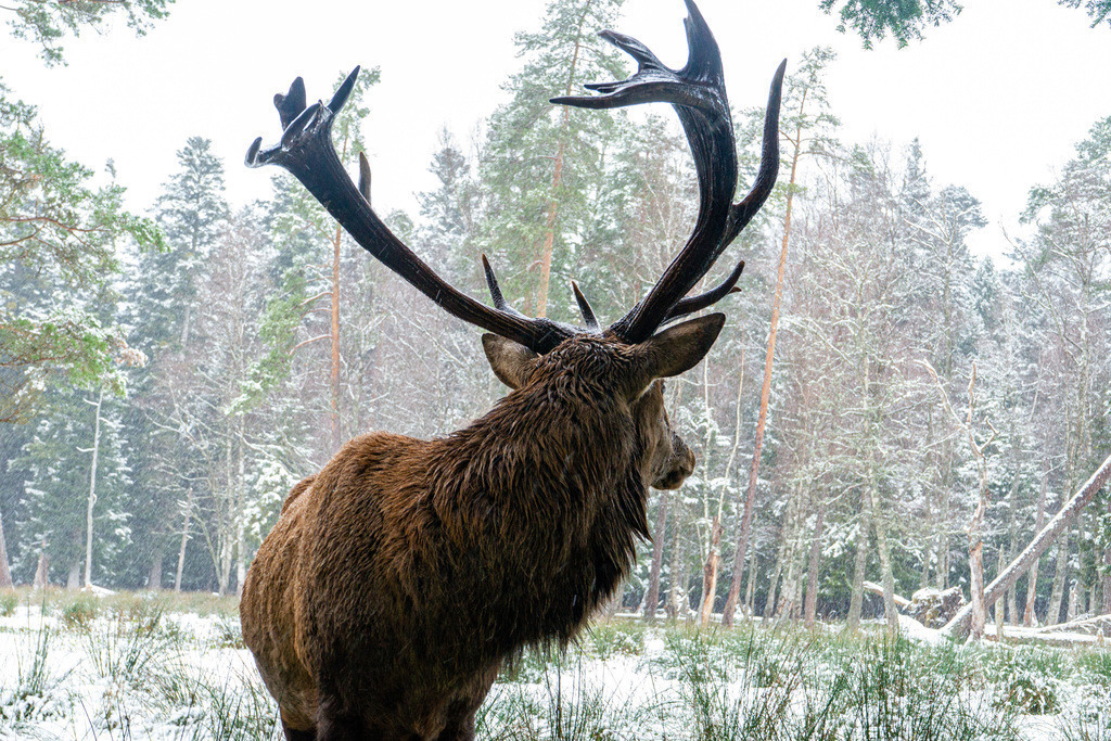 Hirsch bei Schnee | <meta name="keywords" content="Bergbilder, Hochzeitsfotografie, Actionshootings, Fotografiearbeiten, Berglandschaften, Naturfotografie">

 - Realisiert mit Pictrs.com