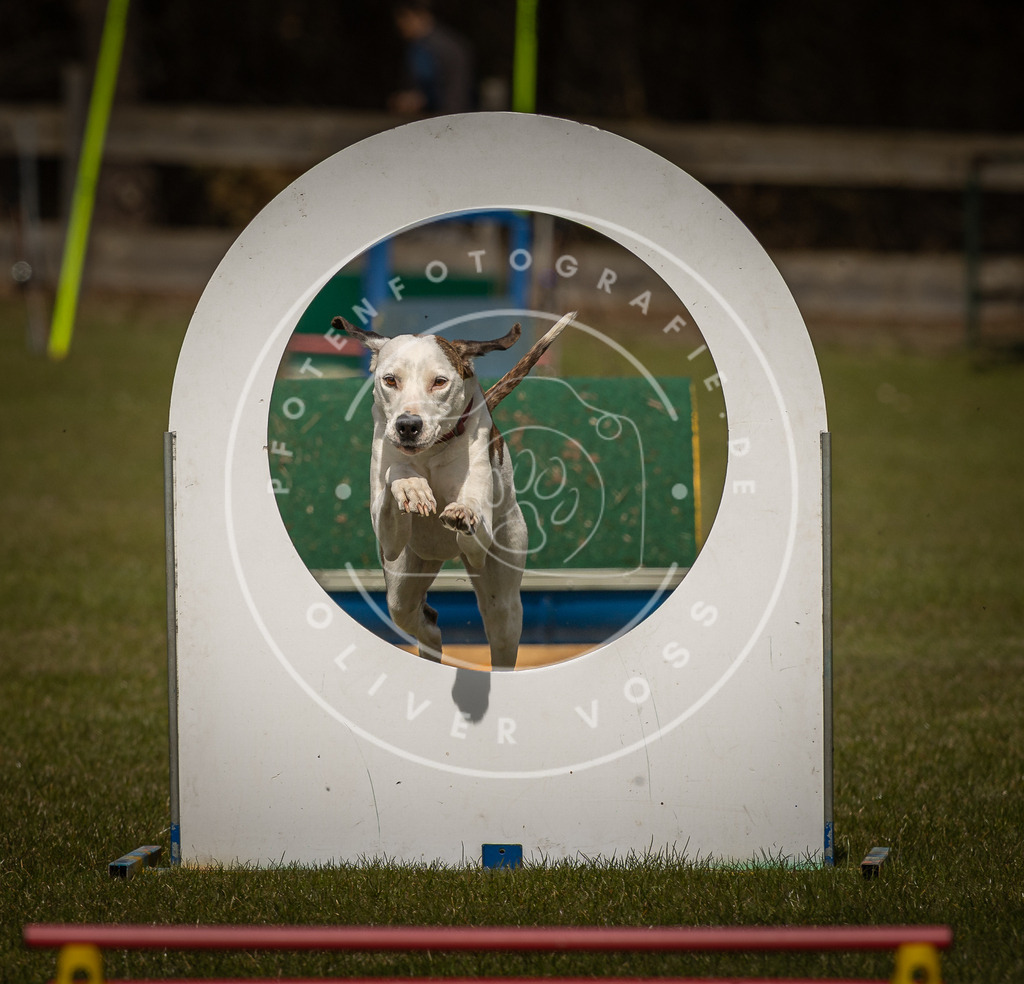 Pfotenfotografie_DV3A5543 | Hundefotografie, Tierfotograf, Pfotenfotografie, Fotoshooting Hund, Hunde Portrait, Hundesport, Hundeportraits, Heideshooting, Hunde, Sportfotograf, Hundefotograf, Turnierhundsport, THS,  - Realisiert mit Pictrs.com
