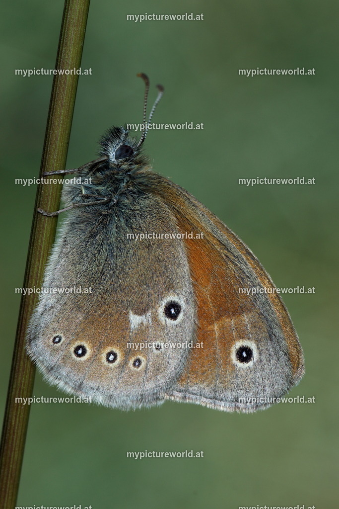 Coenonympha tullia-002 | Das Bilderarchiv über Tiere, Planzen und Landschaften. In der Bilddatenbank finden Sie ein große Auswahl an hochwertigen Bilder für Ihre Werbung - Realisiert mit Pictrs.com