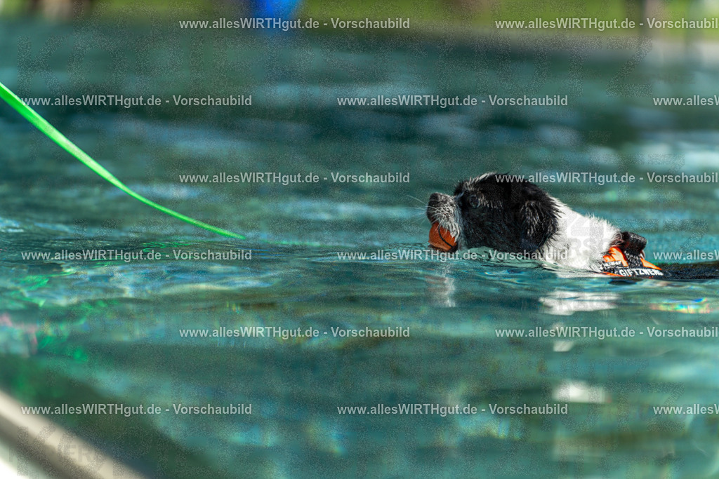 Hundeschwimmen_Volksbad_2026-allesWIRTHgut_Tierfotografie-2609061228-113819-7R500057 | Professionelle Tierfotografie in Mönchengladbach von Daniel Wirth (allesWIRTHgut). Liebevolle & natürliche Bilder von Hunden & Katzen für unvergessliche Erinnerungen.
