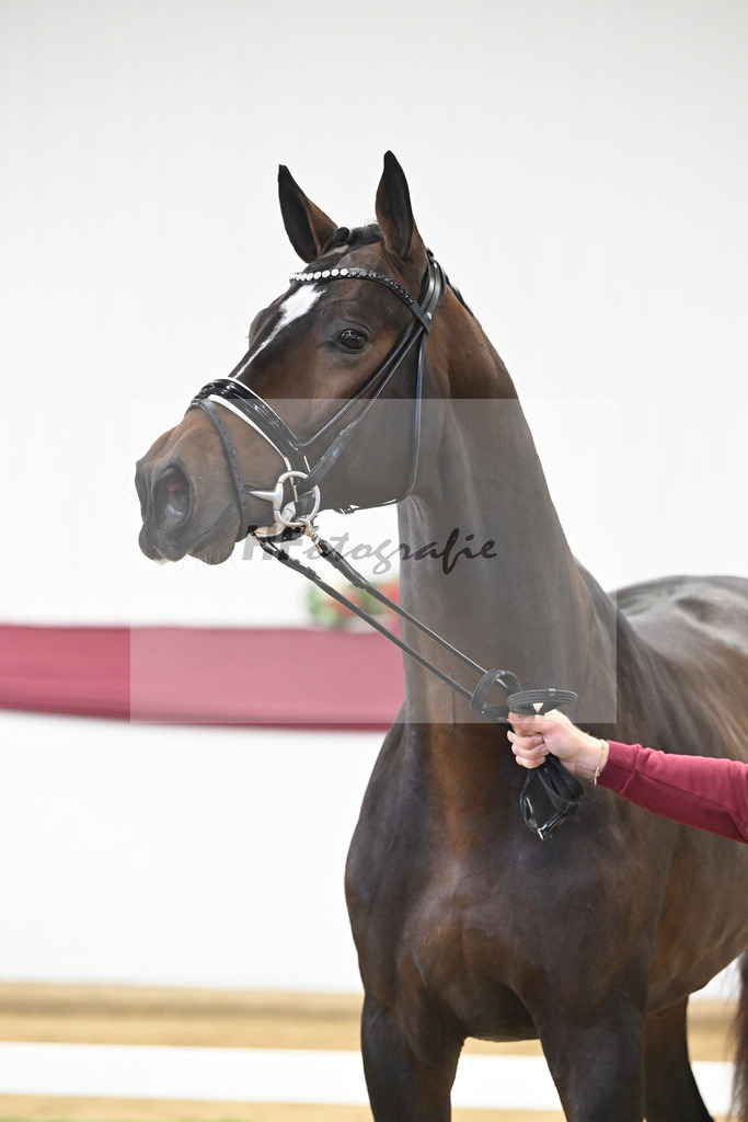 Kat-Nr. 13 Escaneno x De Niro-Christoph Wahler_47250206 | hf-fotografie - Realisiert mit Pictrs.com