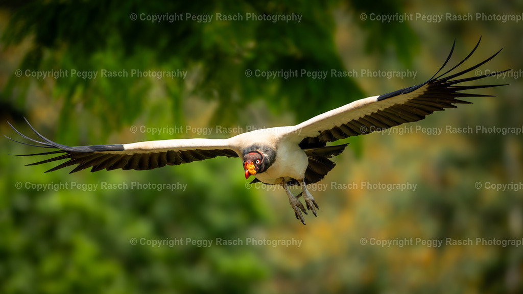 Königsgeier (15) | PeggyRaschPhotography - Realisiert mit Pictrs.com