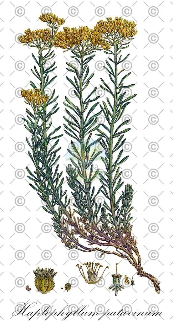 HistAbb_wfo-0000979339_1_ENZY_Simple | Historische Abbildung von Haplophyllum patavinum - Rutaceae | Historical Illustration of Haplophyllum patavinum - Rutaceae