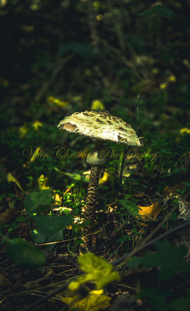 P 126 | Christian Vulin  - Realisiert mit Pictrs.com