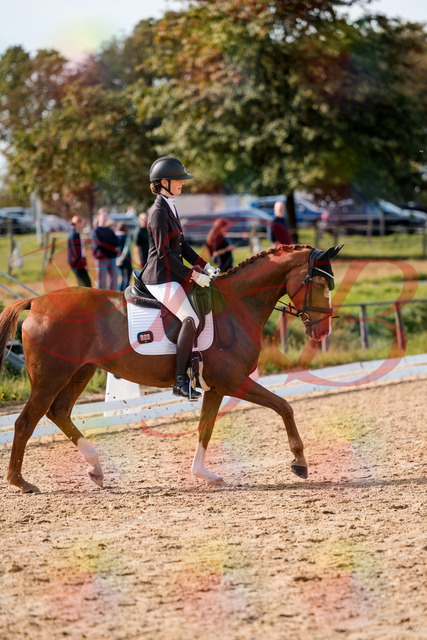 2026_10_03_Siefer-Hof_132838_Z63_89491292 | Professionelle Reitsport-, Turnier- und Eventfotografie von Robert Broda. Galerien mit ausgewählten und bearbeiteten Bildern direkt online ansehen und bestellen.