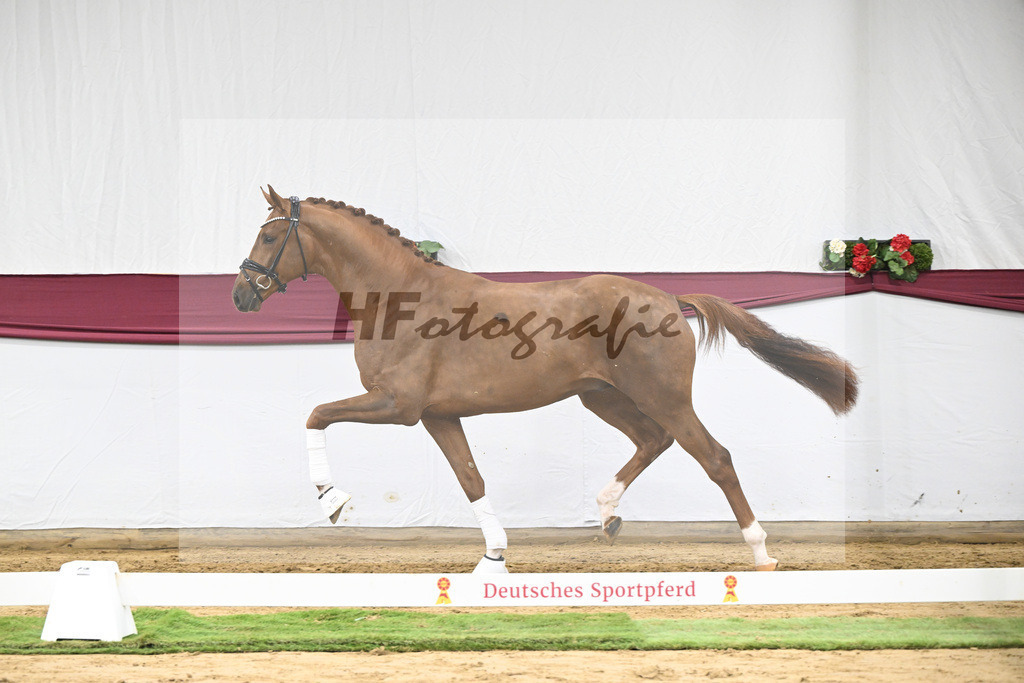 Kat-Nr. 62 Floricello x Zack_MH Pferdezucht u. -sport GmbH_47252370 | hf-fotografie - Realisiert mit Pictrs.com