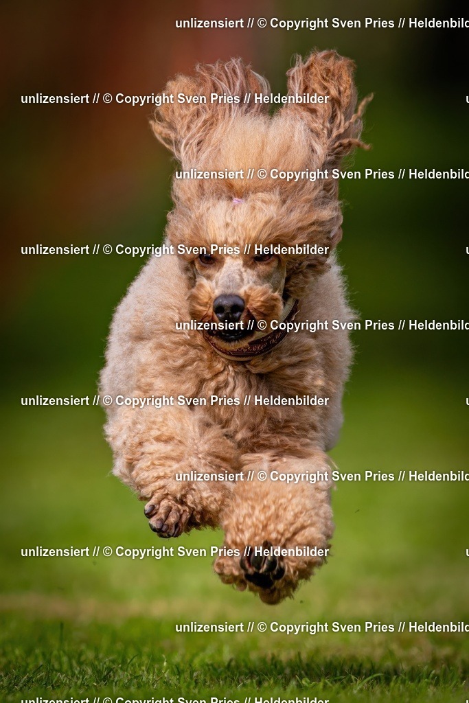 Sven Pries | 2024-09-22 - Hunderennen Baden-BadenPudelverein - Realisiert mit Pictrs.com