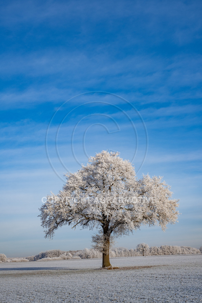20221218-_DSF2567 | Schneebedeckte Landschaft bei eisiger Kälte - Realisiert mit Pictrs.com