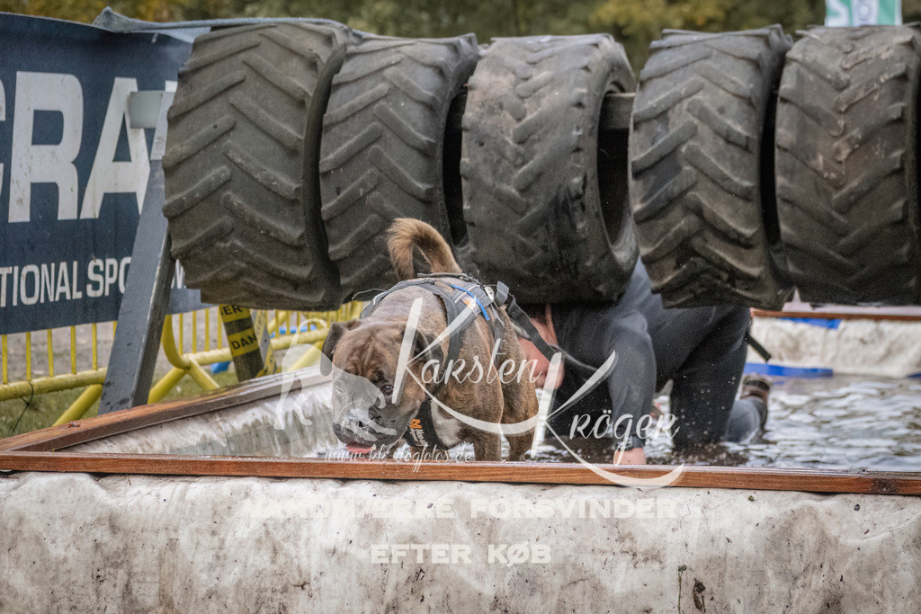 1627_ZZ93434 | kk-dogfotos