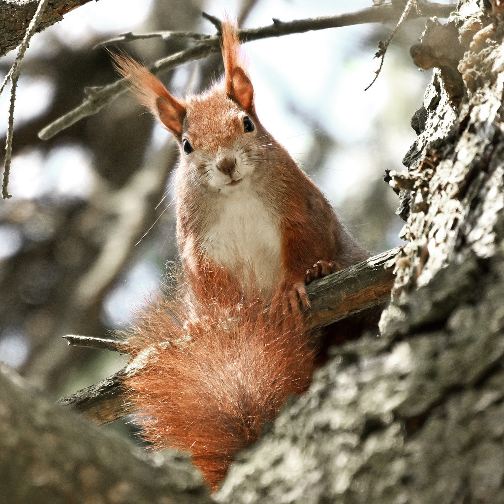 Eichhörnchen05q | lucisnaturbilder - Realisiert mit Pictrs.com