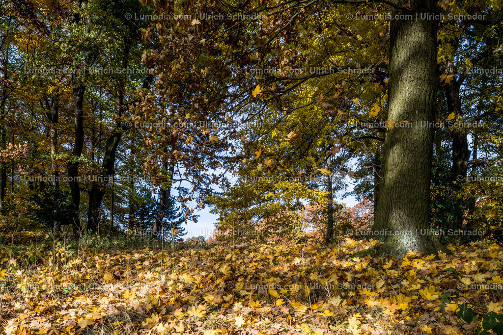 10049-4571 - Landschaftspark Degenershausen | Stockfoto und Bilderpool mit Bildmaterial aus Deutschland, dem Harz, Halberstadt, Quedlinburg, Wernigerode und weltweit. Qualitativ hochwertige und professionelle Fotos anschauen und kaufen. - Realisiert mit Pictrs.com