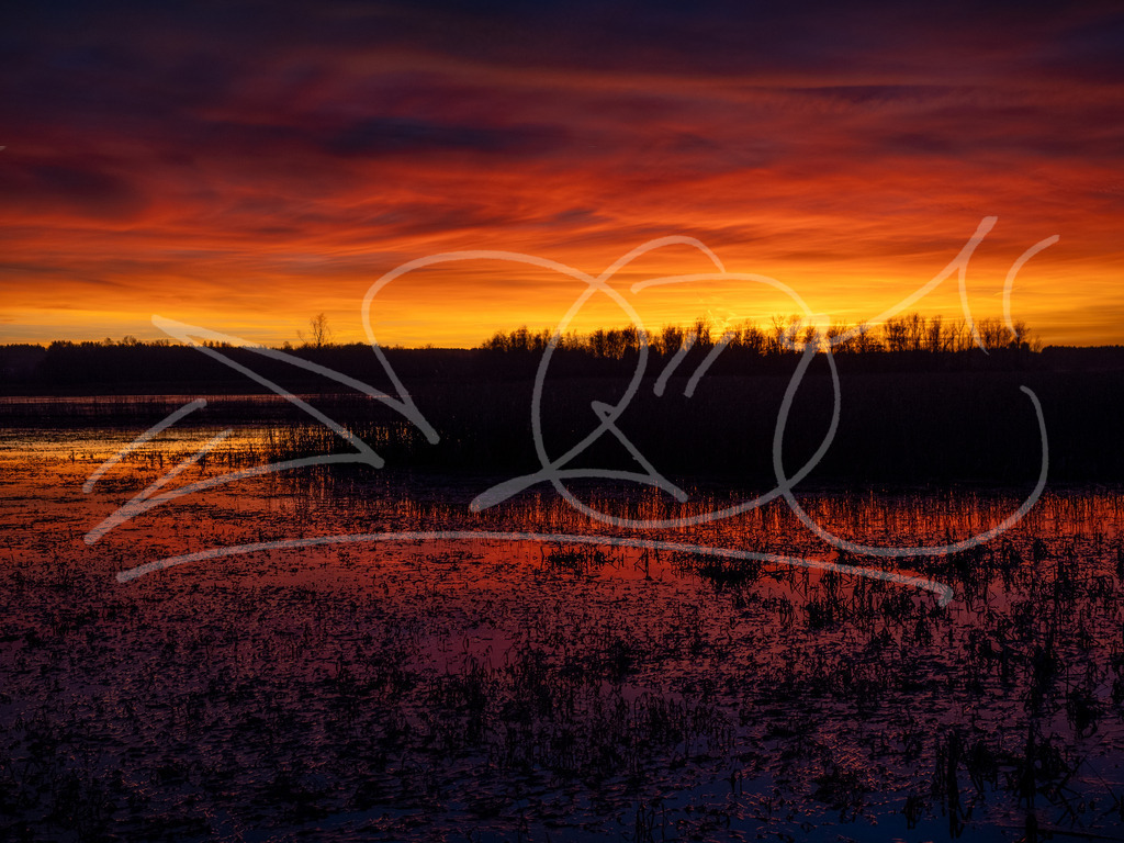 Sonnengang Moor | Naturschönheiten aus Deutschland. Pflanzen und Tiere, Insekten und Naturschauspiele. Alle schönen Details, die uns umgeben, fotografiert von Michi Moc.  - Realisiert mit Pictrs.com