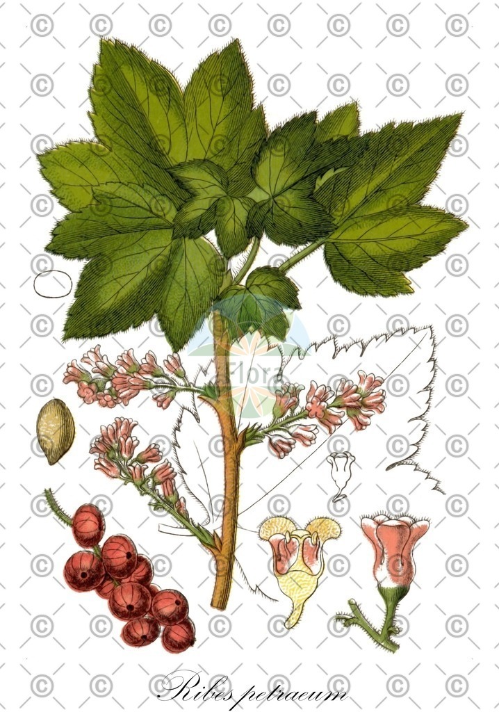 HistAbb_wfo-0001196749_1_ENZY_Simple | Historische Abbildung von Ribes petraeum - Grossulariaceae | Historical Illustration of Ribes petraeum - Grossulariaceae (currant)