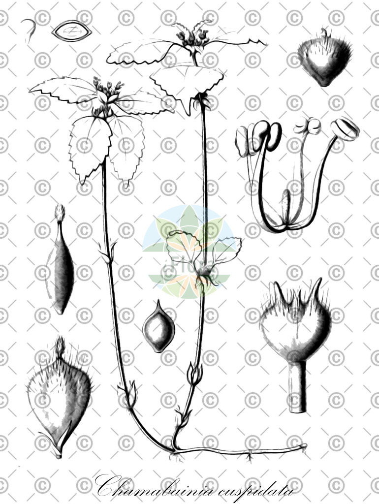 HistAbb_wfo-0001003392_1_ENZY_Simple | Historische Abbildung von Chamabainia cuspidata - Urticaceae | Historical Illustration of Chamabainia cuspidata - Urticaceae