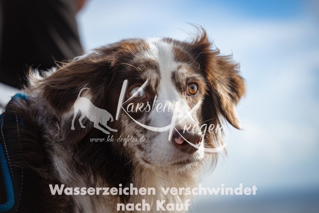 1301_ZZ99931 | kk-dogfotos