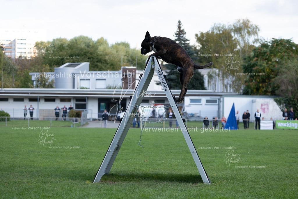 _16A5703 | Einzigartige Fotos von Hunden & Menschen –Actionfotos, Portraits, Vereinsaufnahmen & Paarshootings – authentisch, lebendig & mit Herz.