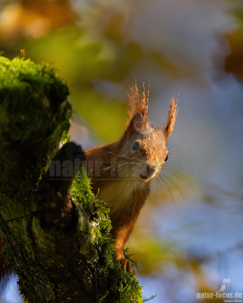 20231112111540 | Das Eurasische Eichhörnchen (Sciurus vulgaris), häufig nur als Eichhörnchen bekannt, ist ein Nagetier aus der Familie der Hörnchen (Sciuridae). Es ist der einzige natürlich in Mitteleuropa vorkommende Vertreter aus der Gattung der Eichhörnchen und wird zur Unterscheidung von anderen Arten wie dem Kaukasischen Eichhörnchen und dem in Europa eingebürgerten Grauhörnchen auch als Europäisches Eichhörnchen bezeichnet. - Realisiert mit Pictrs.com