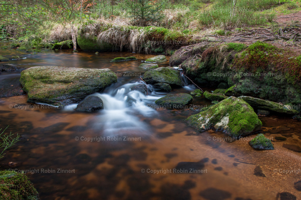 Naturpfad-9 | Robin Zinnert - Realisiert mit Pictrs.com