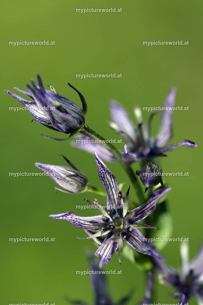 Sumpfenzian-011 | Das Bilderarchiv über Tiere, Planzen und Landschaften. In der Bilddatenbank finden Sie ein große Auswahl an hochwertigen Bilder für Ihre Werbung - Realized with Pictrs.com