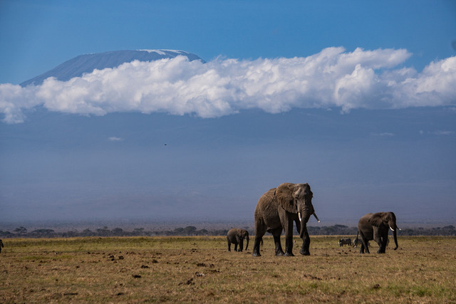 Elefanten vor Kilimanjaro_ Kenia | Atemberaubende Reisefotografie gepaart mit modernen Inspirationen für persönliche Perspektivwechsel. Für alle Reisenden mit Drang nach Abenteuer und Freiheit. Ideal als Geschenkidee - Realisiert mit Pictrs.com