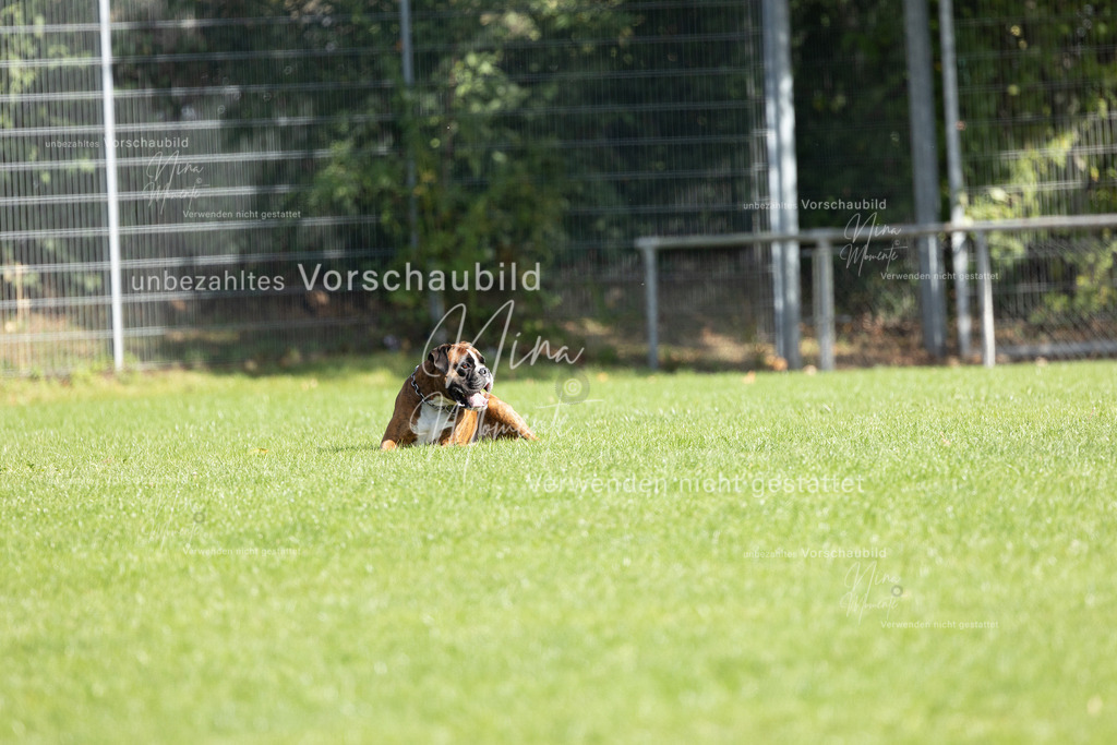 _16A5304 | Einzigartige Fotos von Hunden & Menschen –Actionfotos, Portraits, Vereinsaufnahmen & Paarshootings – authentisch, lebendig & mit Herz.