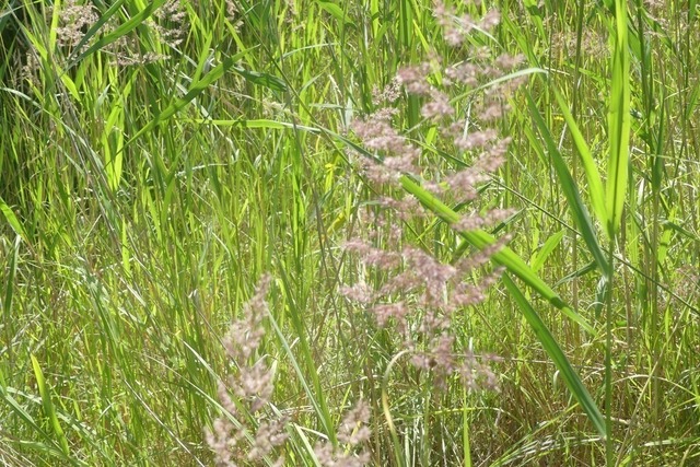 Gras im Kontrat zur Umgebung | Verkauf von Fotos und  Videoclips zumThema Natur.Motive sind Pflanzen, Tiere, Landschaftenund Wetter - Realisiert mit Pictrs.com